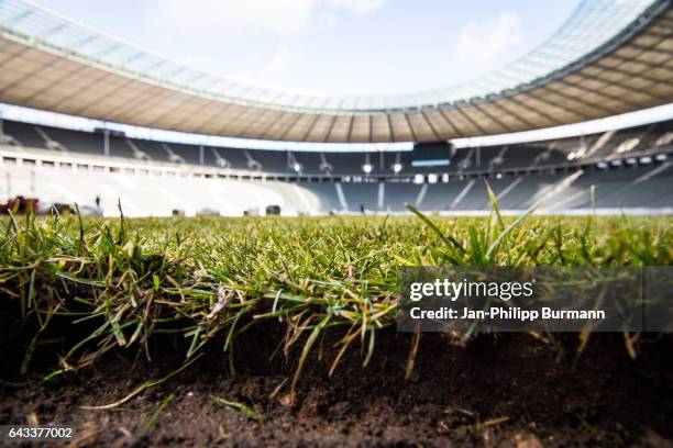 New grass on the pitch in the Olympiastadion on February 21, 2017 in Berlin, Germany.