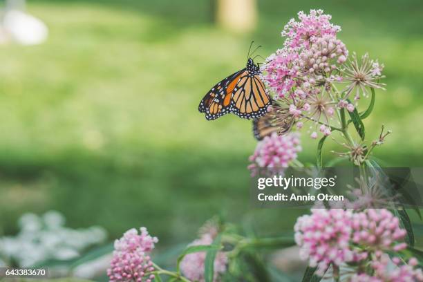 america's heartland monarch butterfly on milkweed - butterfly milkweed stock-fotos und bilder