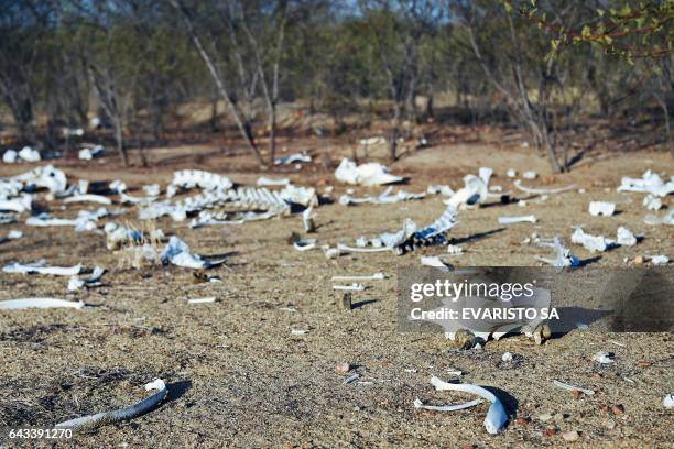 The remains of dozens of cows and donkeys are seen in the rural area of Quixeramobim, in Ceara State, on February 8 during the worst drought in a...