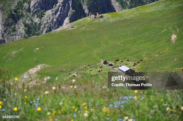 moutain cattle in the french alps - french alps flowers stock pictures, royalty-free photos & images