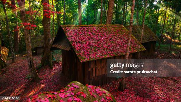 red maple thailand. - かやぶき屋根 ストックフォトと画像