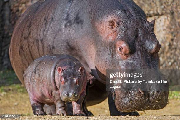 hippopotamus mother and calf - baby hippo stock pictures, royalty-free photos & images