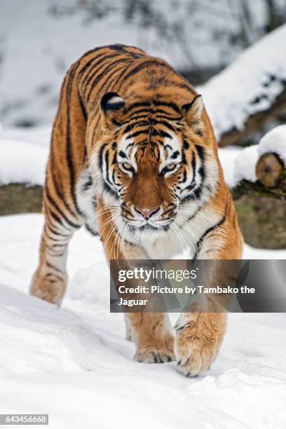 siberian tigress walking in the snow - sibirischer tiger stock-fotos und bilder