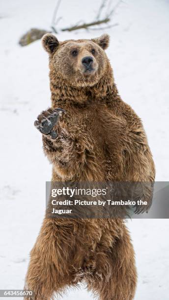 Animals Waving Photos and Premium High Res Pictures - Getty Images