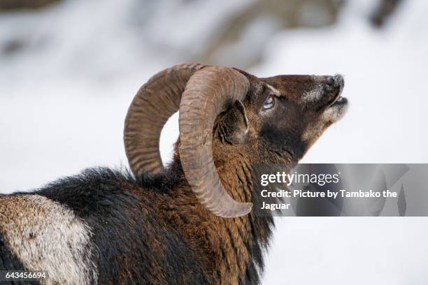 mouflon displaying flehmen - flehmen behaviour stock pictures, royalty-free photos & images