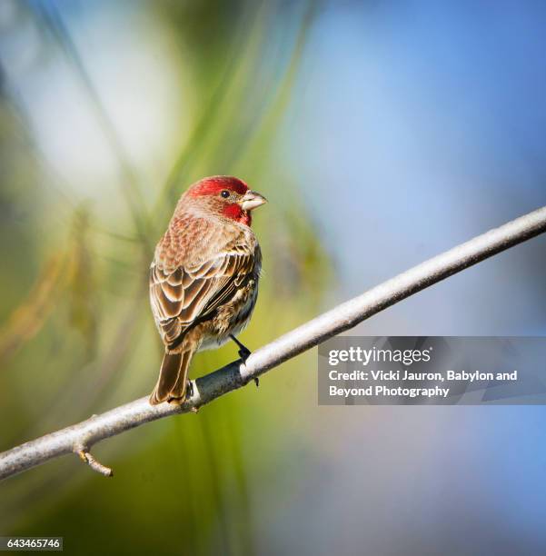 house finch against beautiful colored background - house finch stock pictures, royalty-free photos & images