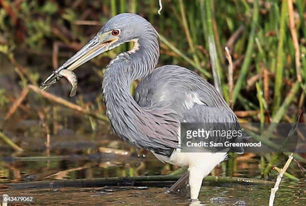 Green heron catches a fish during a practice round prior to The Honda Classic at PGA National Resort & Spa - Champions Course on February 21, 2017 in...