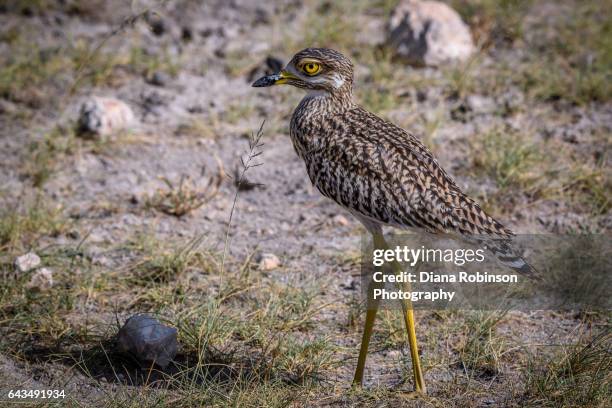 spotted thick-knee (burhinus capensis), amboseli national park, kenya, east africa - spotted thick knee stock pictures, royalty-free photos & images