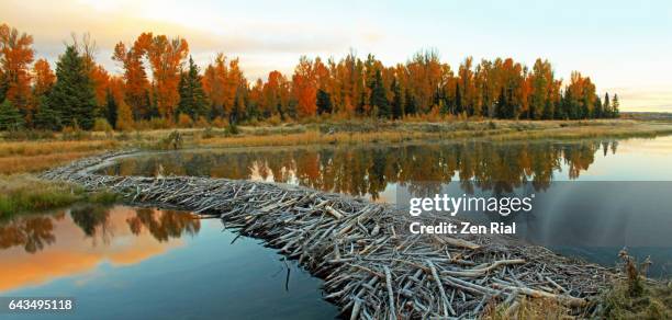 beaver dam in schwabacher landing in grand teton national park, wyoming - beaver fotografías e imágenes de stock