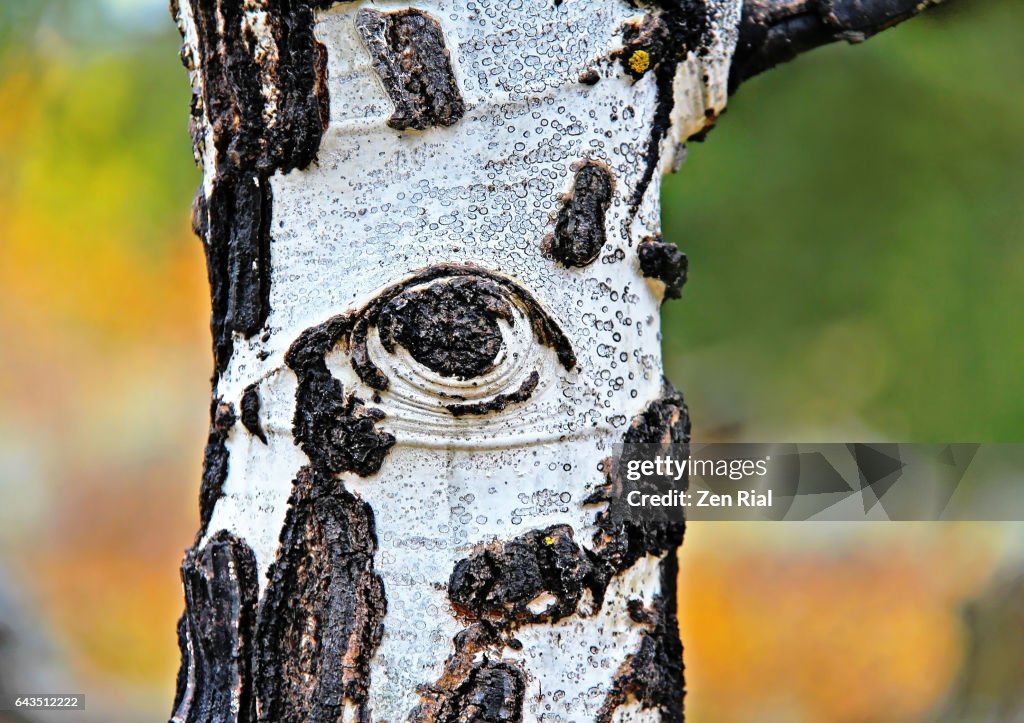 Tree Eye on a Quaking Aspen tree trunk in Grand Teton National Park, Wyoming
