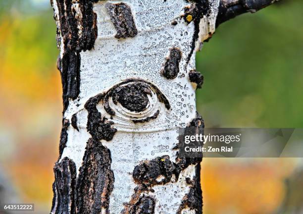 tree eye on a quaking aspen tree trunk in grand teton national park, wyoming - aspen tree stockfoto's en -beelden