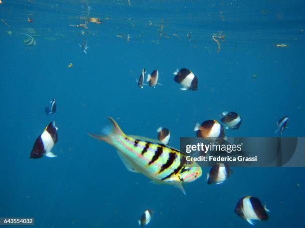 school of black pyramid butterflyfish (hemitaurichthys zoster) - pyramid butterflyfish or hemitaurichthys polylepis stockfoto's en -beelden