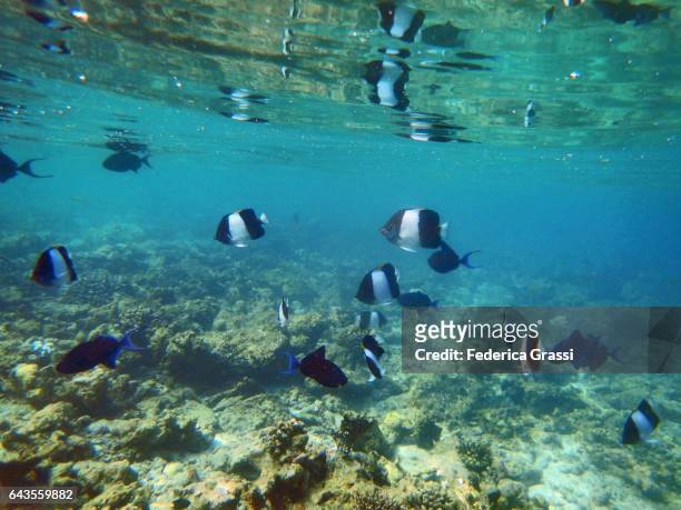 black pyramid butterflyfish (hemitaurichthys zoster) and odonus niger (red-toothed triggerfish) - pyramid butterflyfish or hemitaurichthys polylepis stockfoto's en -beelden