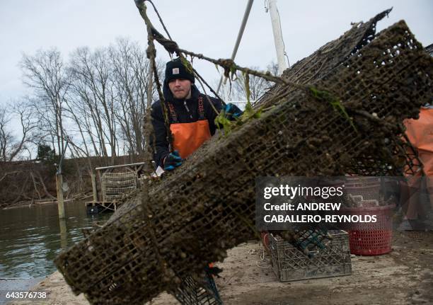 Bruce Chainay helps guide a crate filled with oysters onto a dock at the Hollywood Oyster Company in Hollywood, Maryland on February 21, 2017. The...