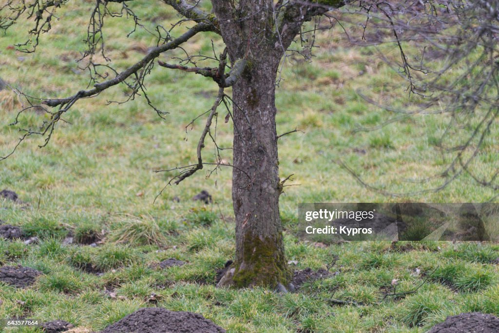 Europe, Germany, Bavaria, View Of Apple Tree In Orchard