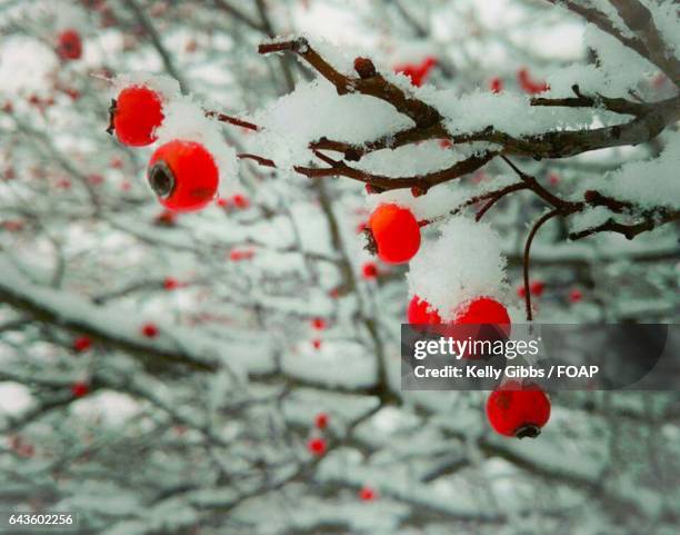 close-up of snow covered berries - cotoneaster horizontalis stock pictures, royalty-free photos & images