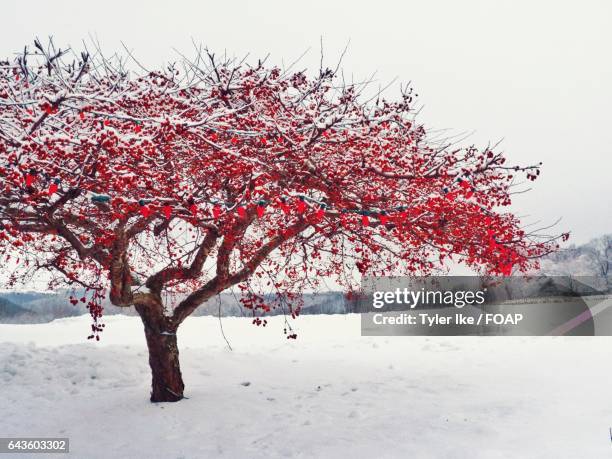 lighting on tree during winter - tyler frost stockfoto's en -beelden