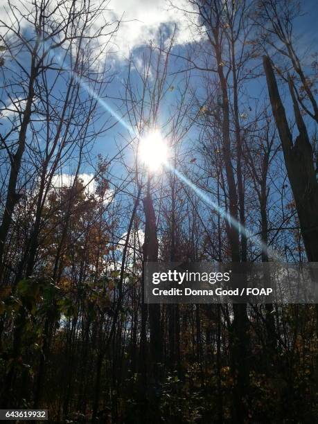 sun shining through trees - lima ohio stock-fotos und bilder