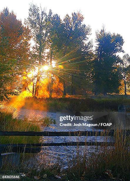 sunrise view of autumn trees - stevensville fotografías e imágenes de stock