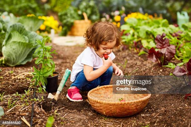 she's already got a green thumb - baby eating vegetables stock pictures, royalty-free photos & images