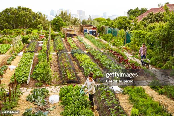managing their urban garden - self sufficiency stock pictures, royalty-free photos & images