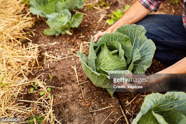 ¡listos para la cosecha! - cabbage family fotografías e imágenes de stock