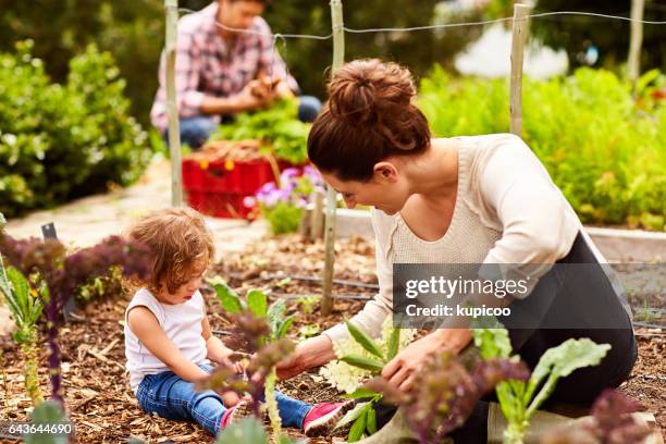 she's a great little gardener - community garden family stock pictures, royalty-free photos & images