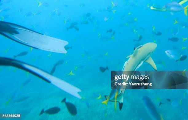 young shark fish underwater in ocean - silver shark - fotografias e filmes do acervo