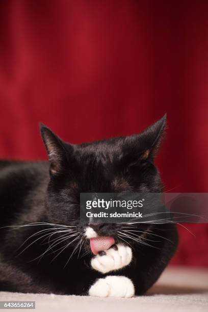 svart och vit katt slickar tass - feet lick bildbanksfoton och bilder