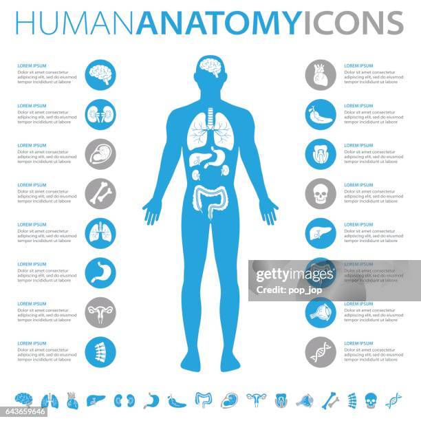 illustrazioni stock, clip art, cartoni animati e icone di tendenza di icone di anatomia umana - parte del corpo umano