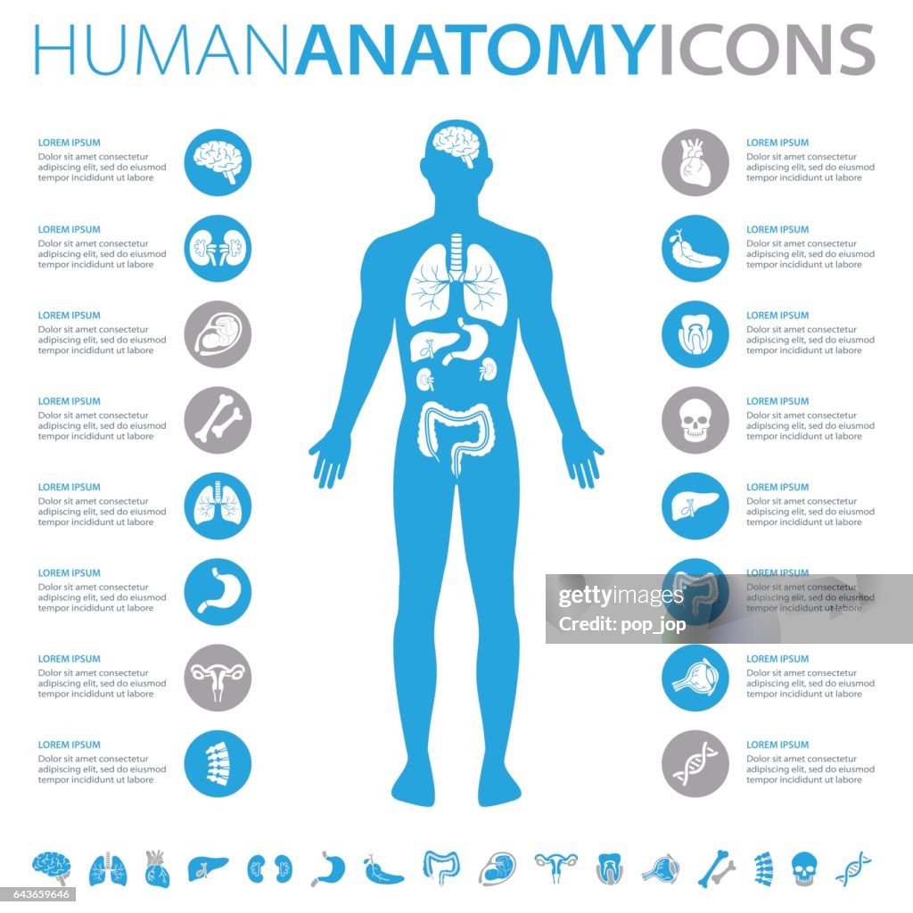 Anatomia humana ícones