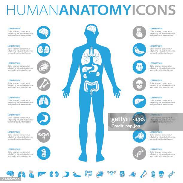 human anatomy icons - healthy lifestyle infographic stock illustrations