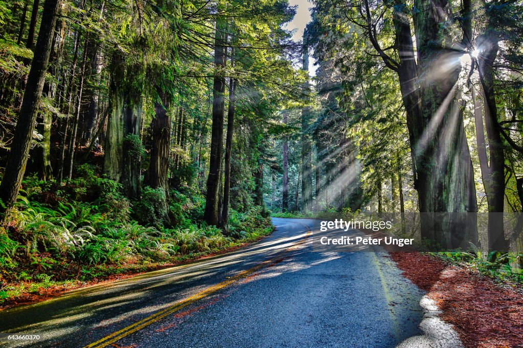 Jedediah Smith Redwoods State Park,California,usa
