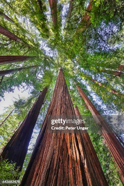 redwood national park,california,usa - trees low view stock pictures, royalty-free photos & images