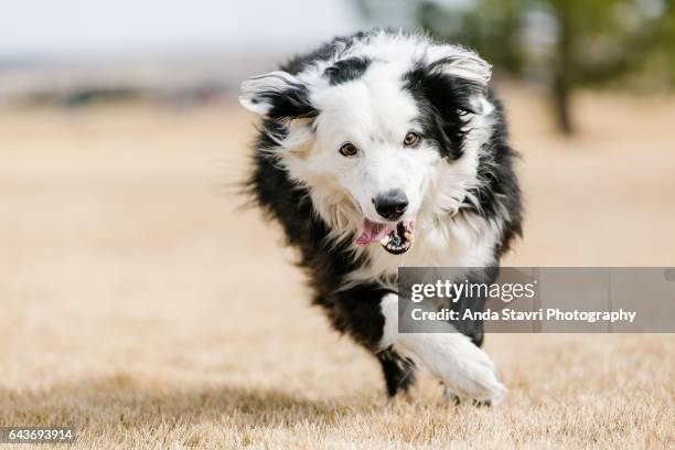 approaching landing - ouzo stock pictures, royalty-free photos & images