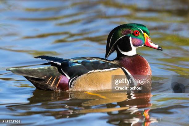 holzente, aix sponsa, m�ännlicher vogel im herbst - duck bird stock-fotos und bilder