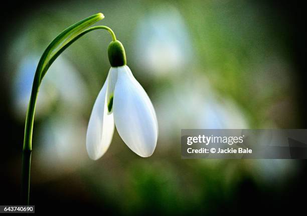 a single snowdrop, close-up - snowdrop - fotografias e filmes do acervo