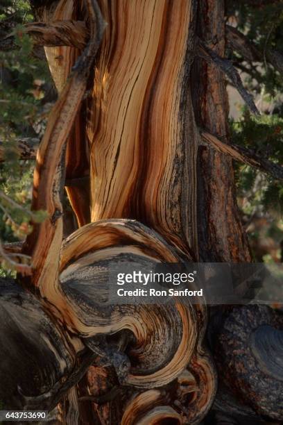 ancient knarled bristolcone pine. - bristlecone pine stock pictures, royalty-free photos & images