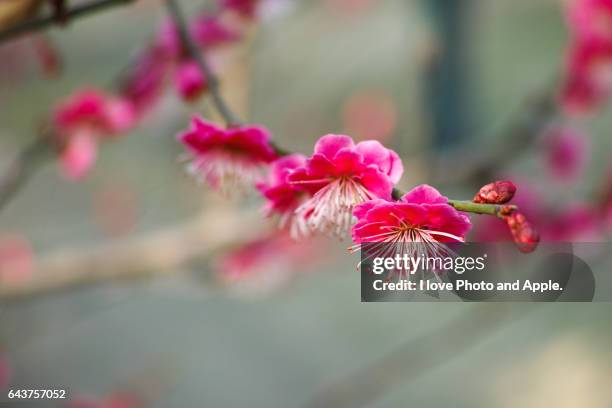 red plum flower - ��大阪市 stock-fotos und bilder