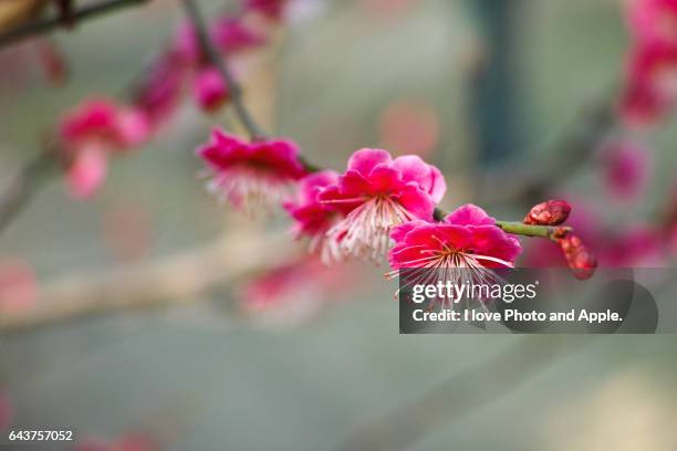 red plum flower - 大阪市 fotografías e imágenes de stock