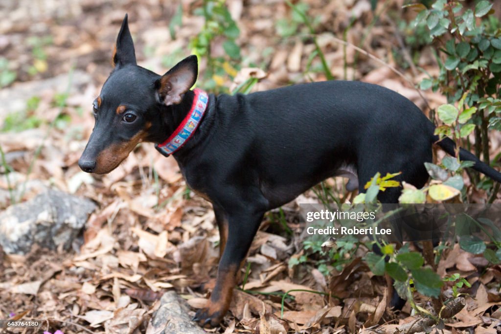 Baby Manchester Terrier Puppy Dog