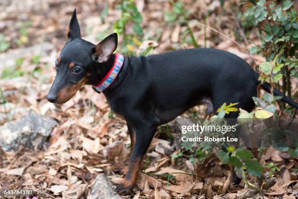 Baby Manchester Terrier Puppy Dog, Foto de stock