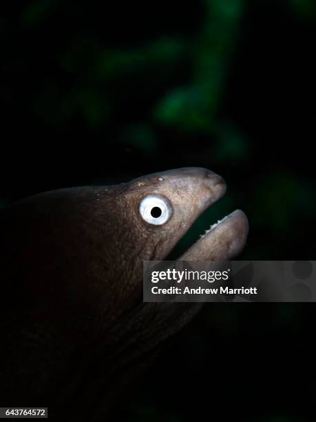 white eyed eel in portrait - saltwater eel stockfoto's en -beelden