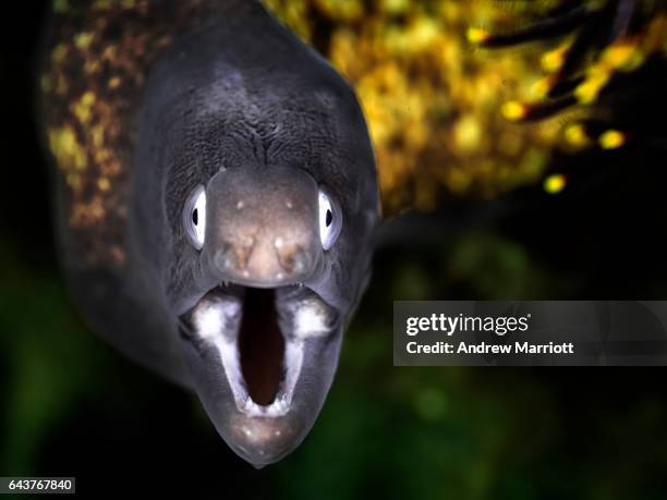 white eyed eel face on with open mouth - mouth open stock-fotos und bilder