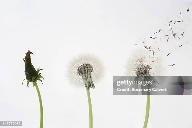 dandelion seed dispersal, one, two, three go - dandelion seed stock pictures, royalty-free photos & images