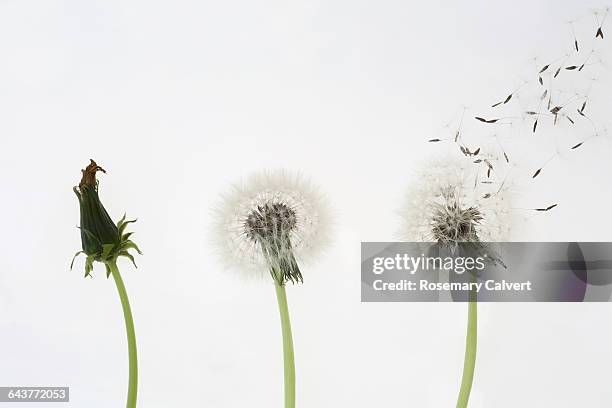 dandelion seed dispersal, one, two, three go - maskrosfrö bildbanksfoton och bilder