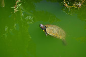 Swimming red-ear turtle