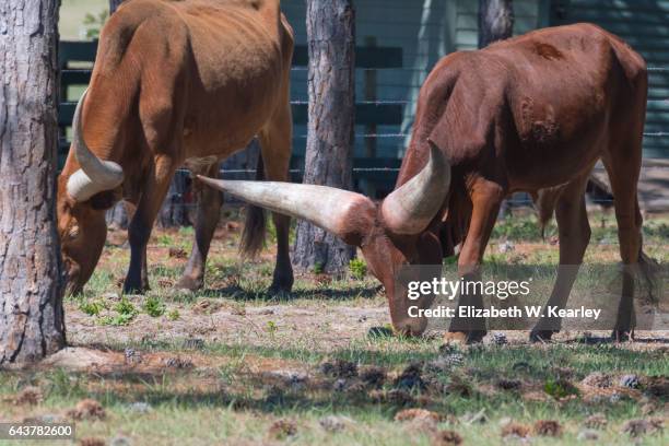 a pair of watusi cattle grazing - ankole cattle stock-fotos und bilder