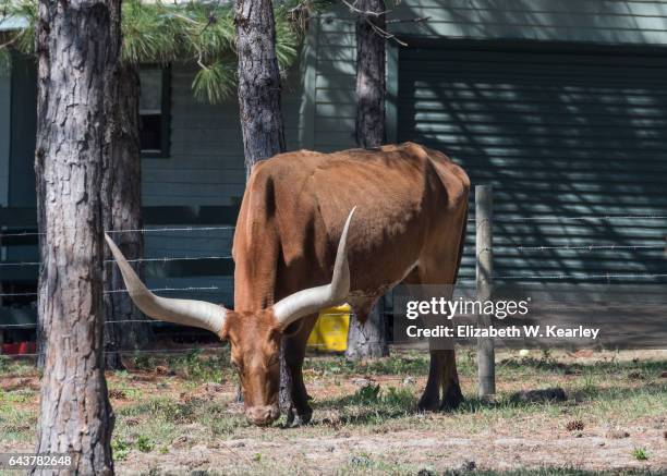 watusi bull grazing - ankole cattle stock pictures, royalty-free photos & images