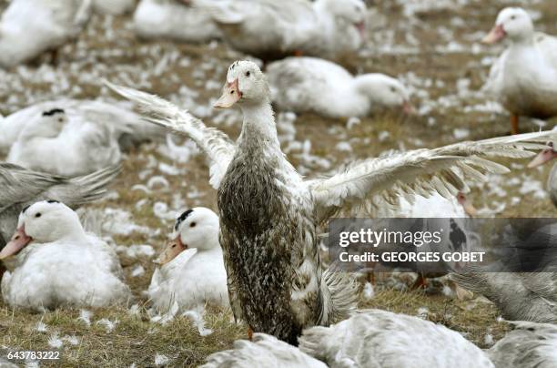 16 Bourriot Bergonce Stock Photos, HighRes Pictures, and Images